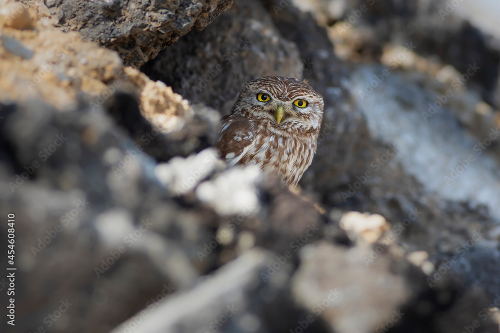 Little owl. Colorful nature background. Athene noctua. Little owl. Colorful nature background. Athene noctua.