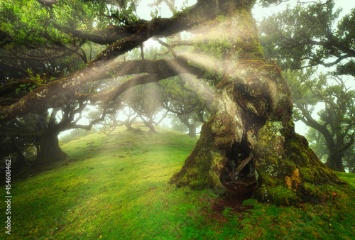 Old cedar tree in Fanal forest - Madeira island. Portugal. photo