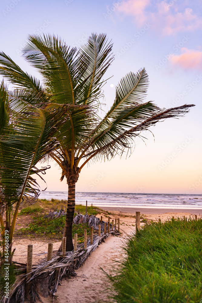 Green palm in peaceful beach