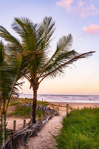 Green palm in peaceful beach