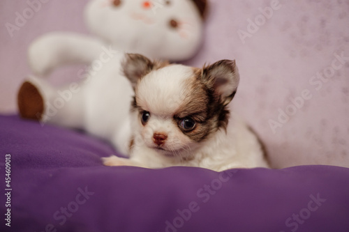 adorable purebred chihuahua puppy bicolor  © rsaggin