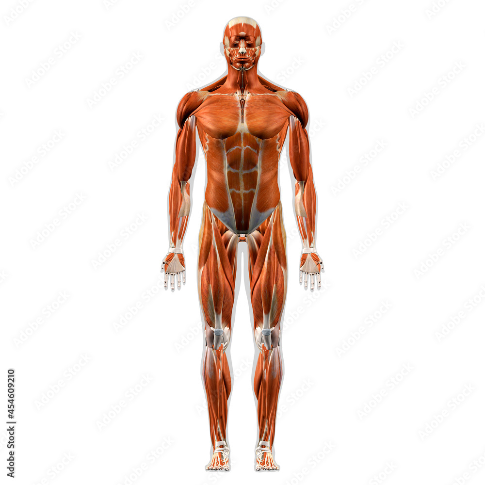 Male Full Body Muscle and Connective Tissue Anatomy, Front View on White Background