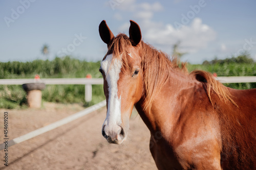 beautiful horse in pasture ranch purebred photo