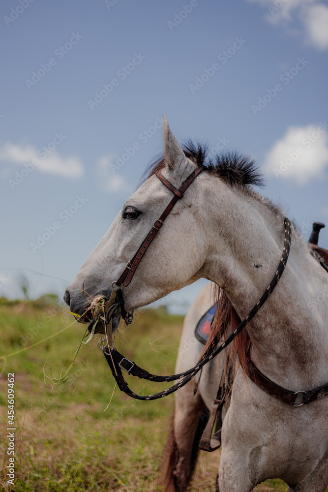 Obraz premium beautiful horse in pasture ranch purebred