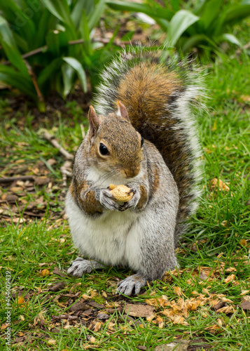 Closeup of a cute wild squirrel eats nut