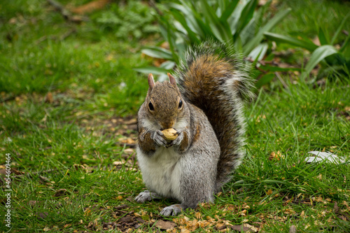 Closeup of a cute wild squirrel eats nut