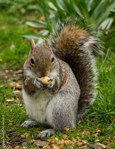 Closeup of a cute wild squirrel eats nut