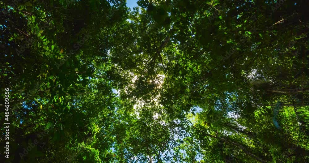 Nature video Time-lapse trees bottom view. Green branch tree and sunlight on blue sky background. View of big trees against sky. Beach on the tropical island. Palm trees at sunlight. Nature video Time-lapse trees bottom view. Green branch tree and sunlight on blue sky background. View of big trees against sky. Beach on the tropical island. Palm trees at sunlight.