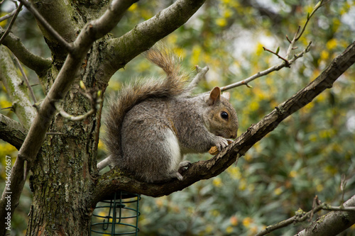 Squirrel eating a nut sitting on a tree