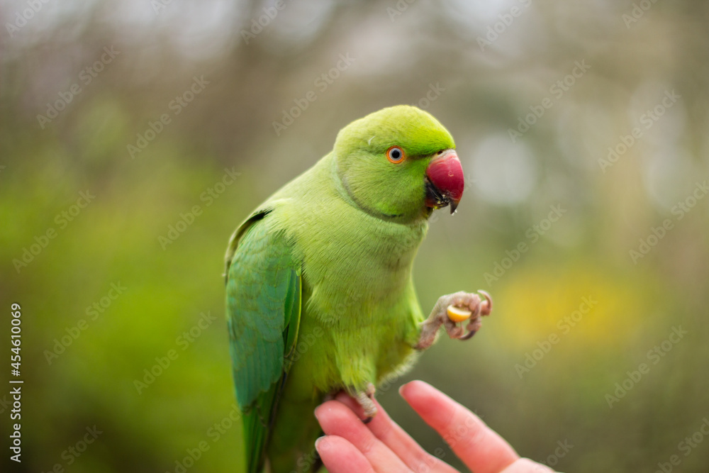 Rose-ringed parakeet eating a peanut sitting on a humans hand Rose-ringed parakeet eating a peanut sitting on a humans hand