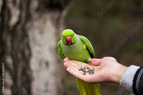 Rose-ringed parakeet sitting on a hand with seeds - wide