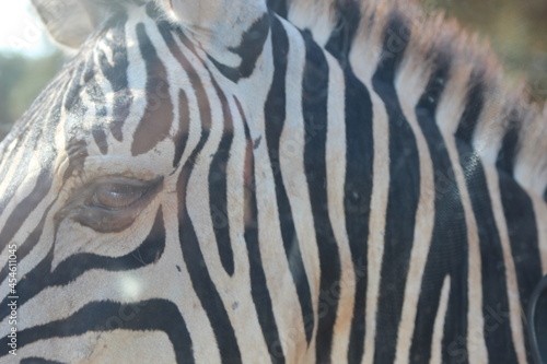 Primo piano Zebra