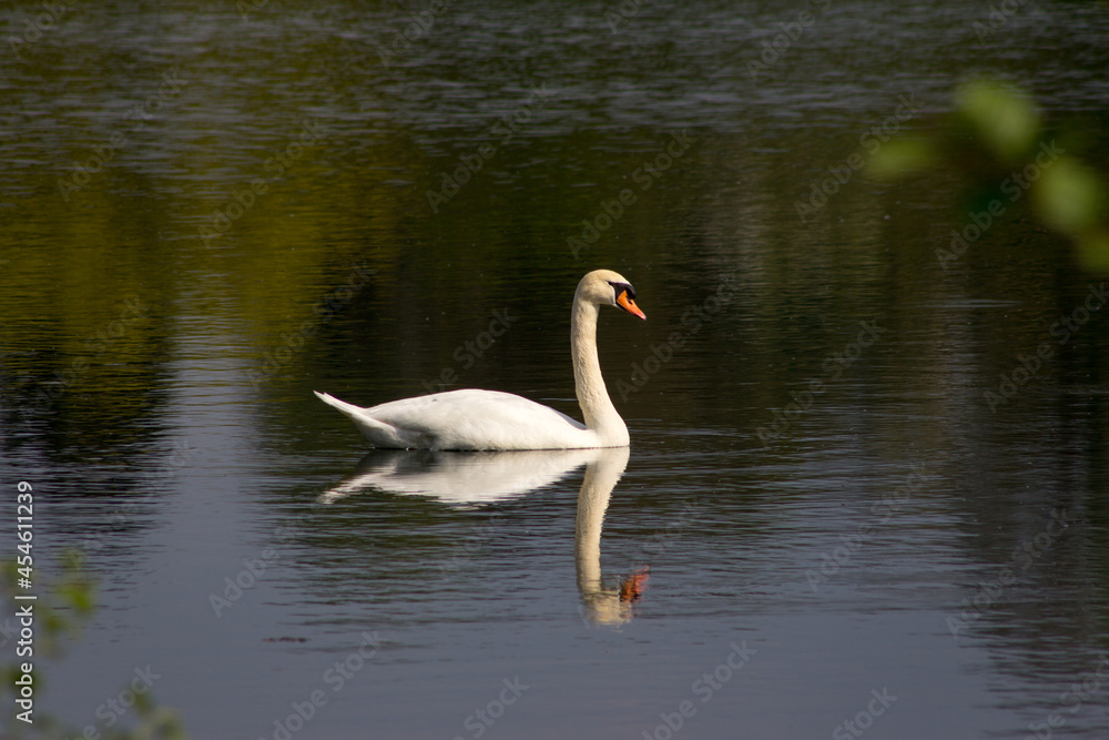 Schwan auf einem idyllischen See mit einer schönen Reflektion auf der Wasseroberfläche Schwan auf einem idyllischen See mit einer schönen Reflektion auf der Wasseroberfläche