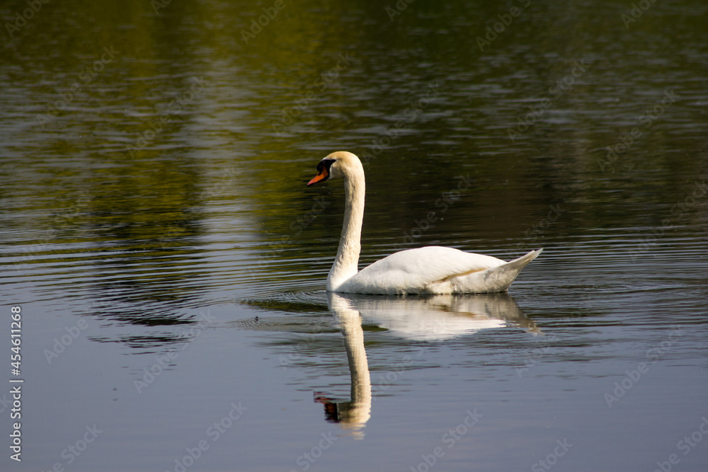Nahaufnahme eines Schwans auf einem See mit einer schönen Reflektion auf der Wasseroberfläche Nahaufnahme eines Schwans auf einem See mit einer schönen Reflektion auf der Wasseroberfläche