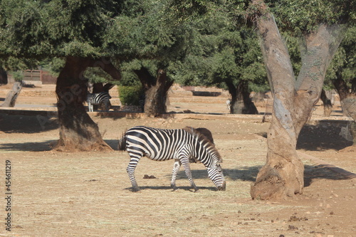 Zebra