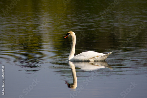 Nahaufnahme eines Schwans auf einem See mit einer schönen Reflektion auf der Wasseroberfläche © Nicolai