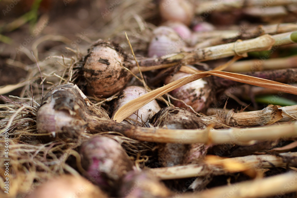 Harvesting, close-up of garlic, recently dug from black soil, with clods of earth, untreated, dried in the open air, lying on top of each other, waiting for the processing, cleaning phase.