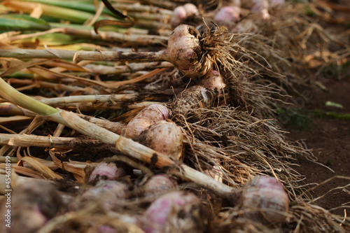 Harvesting, unprocessed garlic dug out of the ground lies in the open air, dries, ready for further cleaning and processing, production, close-up.