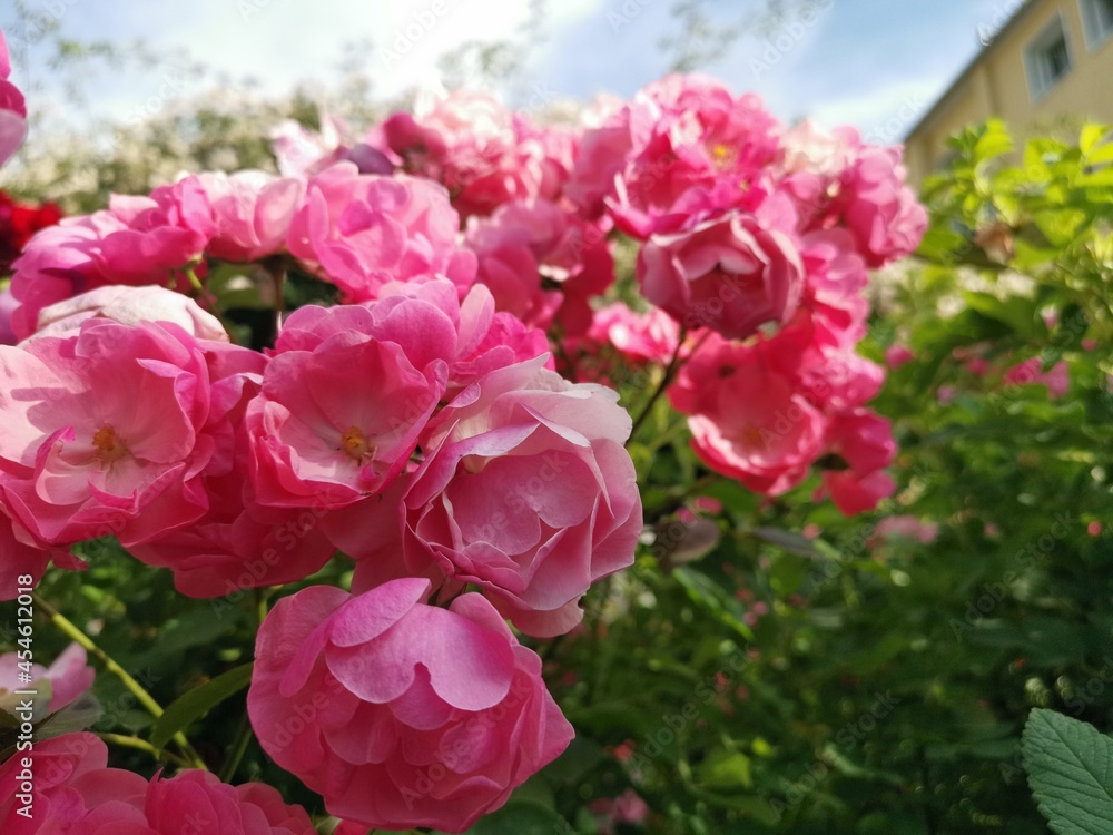 Pink flower with green surroundings Pink flower with green surroundings