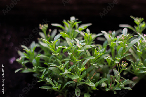 Lobularia maritima or Alyssum maritimum plant with white flower. Flower seedlings  flowers in a pot.