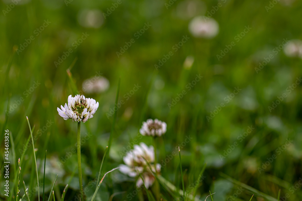 Trifolium repens flower growing in field, close up shoot Trifolium repens flower growing in field, close up shoot
