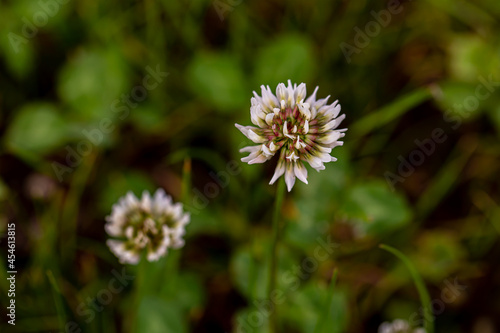 Trifolium repens flower growing in field, close up