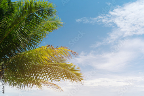 Palm trees on the beach.Coconut trees on sun light and clouds background