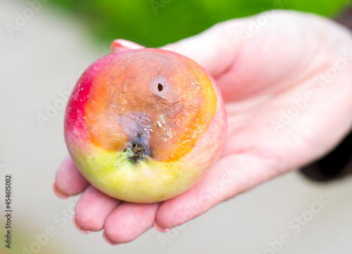 A man's hand holds a spoiled apple. The gardener selects the decayed apples from the ripe ones.