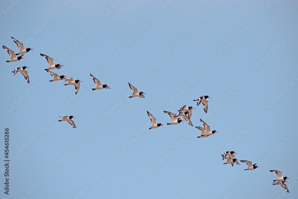Flying flock of Eurasian oystercatchers Haematopus ostralegus aka the common pied oystercatcher, or palaearctic oystercatcher. Northam Burrows, Devon.