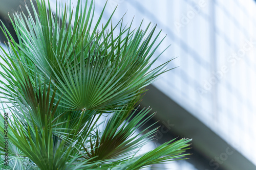 Palm branches on the background of the facade of the building