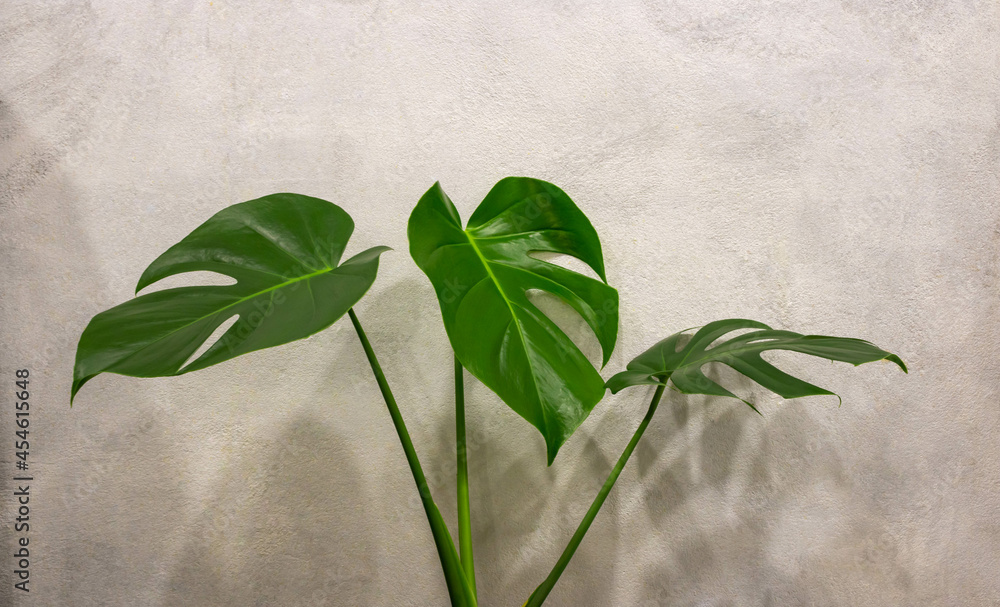 Naklejka Real green shiny monstera leaves on a gray background with shadows