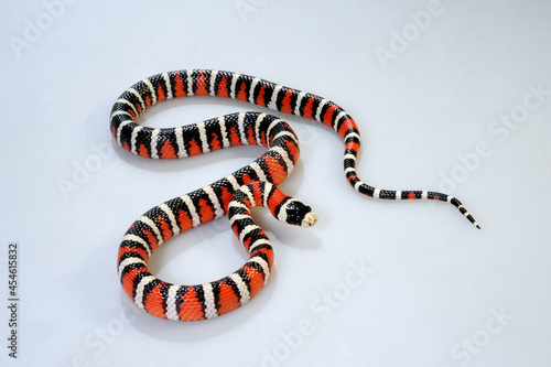 Arizona mountain kingsnake // Berg Königsnatter (Lampropeltis pyromelana) pyromelana - (ultra)