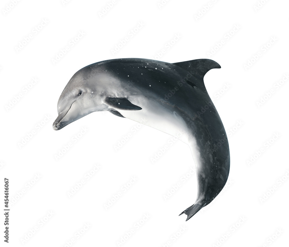 Fototapeta premium Beautiful grey bottlenose dolphin on white background