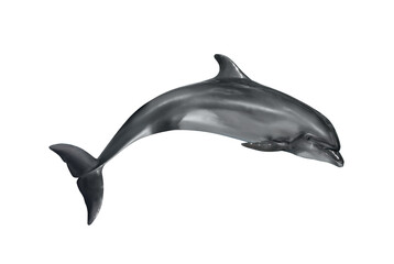 Beautiful grey bottlenose dolphin on white background