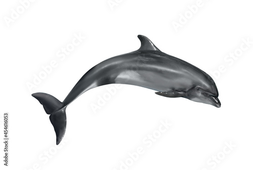 Tela Beautiful grey bottlenose dolphin on white background