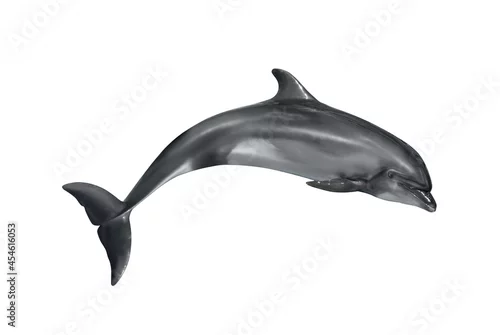 Obraz Beautiful grey bottlenose dolphin on white background