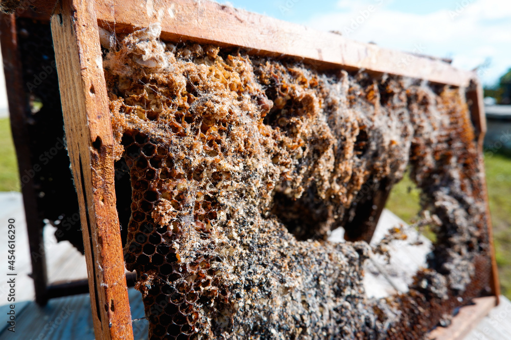 Wax moth. Beekeeping pests. A bee frame damaged by a wax moth. Insect pests. Galleria mellonella