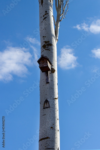 A large tree trunk with a bird house on the background of the blue sky. Handmade wooden bird box, a new birdhouse for caring for animals on a tree. Spring day. Horizontal orientation