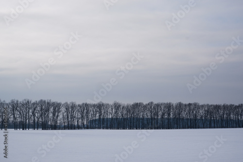 Winter landscape. Snowy field, trees on the horizon. Sunlight struggles through the dense winter clouds. © Trik