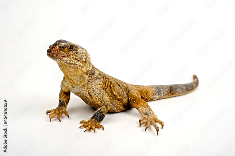Spiny chuckwalla, Angel Island chuckwalla // Stachel-Chuckwalla (Sauromalus hispidus) Spiny chuckwalla, Angel Island chuckwalla // Stachel-Chuckwalla (Sauromalus hispidus)