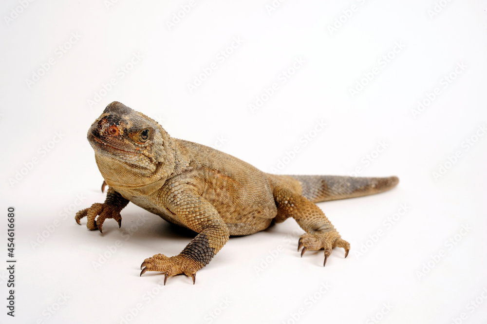 Stachel-Chuckwalla // Spiny chuckwalla, Angel Island chuckwalla (Sauromalus hispidus)