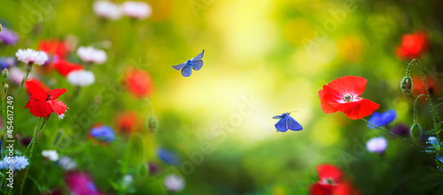natural background with field bright flowers scarlet poppies and blue flying ...