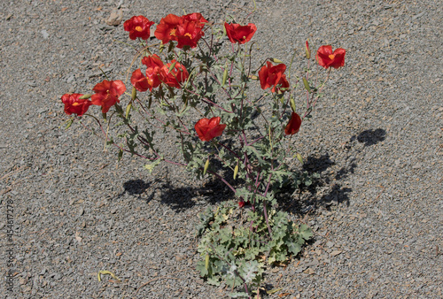 Red horned poppies (Glacium sp) photo