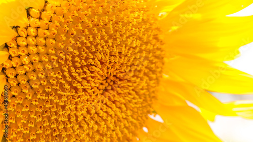 Detail of a sunflower with a highlight to the yellow color with a focus on small flowers compactly joined in its center