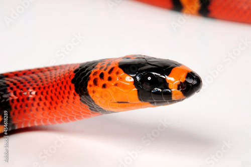 Honduran milk snake // Honduras-Dreiecksnatter, Hondurasmilchschlange (Lampropeltis triangulum oligozona) photo