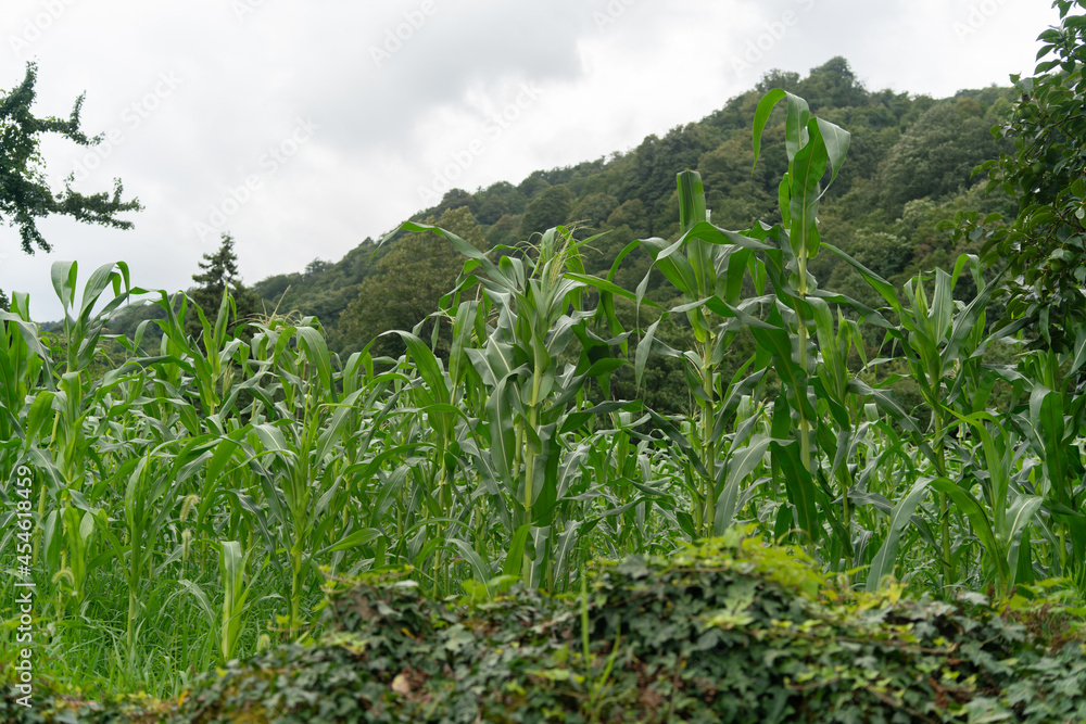 Green corn grows against the backdrop of mountains overgrown with trees and a cloudy sky on a summer evening Green corn grows against the backdrop of mountains overgrown with trees and a cloudy sky on a summer evening