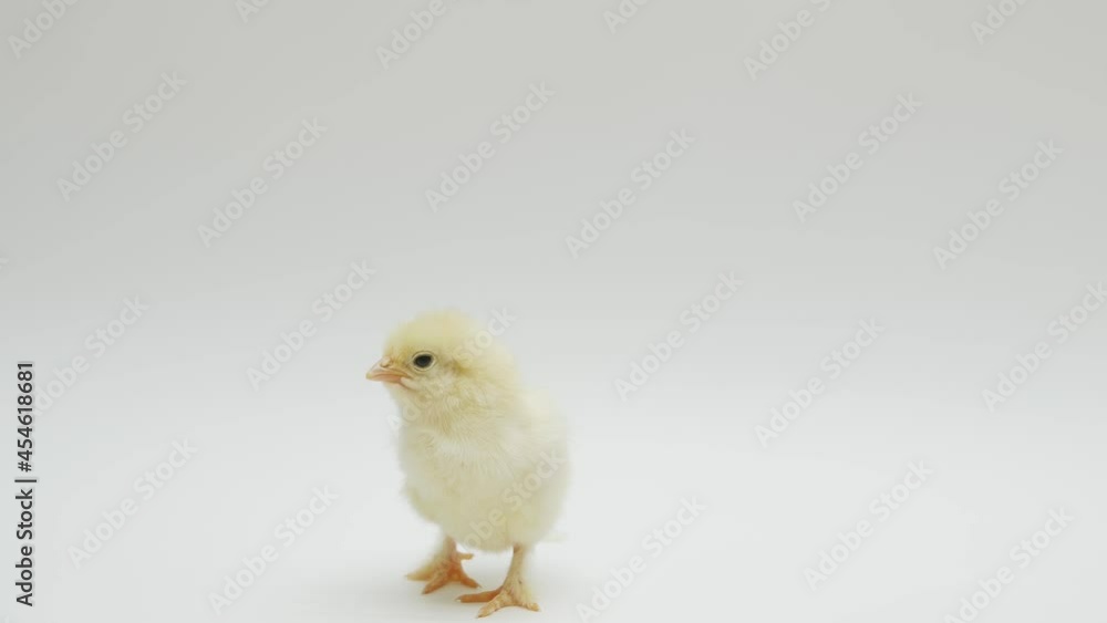 Newborn chick on a white background. Close-up. Newborn chick on a white background. Close-up.