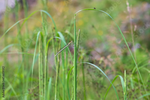 Dragonfly - Odonata with outstretched wings on a blade of grass. In the background is a beautiful bokeh created by an lens.