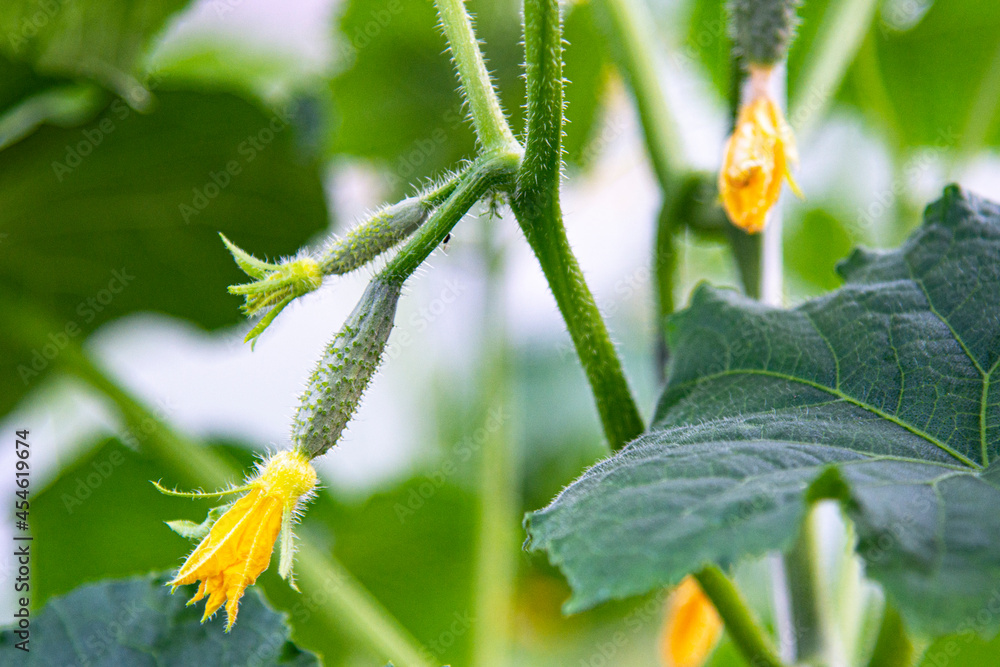 Small cucumbers with flowers on a branch in a greenhouse