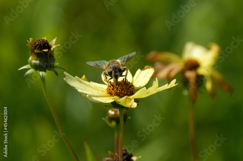 Nature photography of an insect  on a yellow blossom and withered flowers at the end of summer - Stockphoto